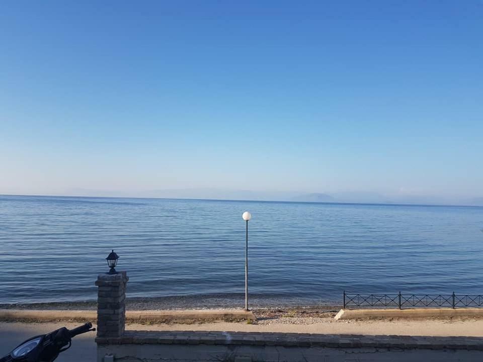 Angelica Περιβόλι